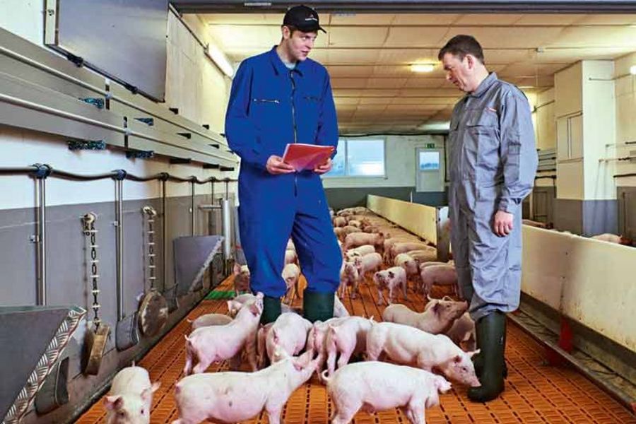 TOPIGS SNW Ferkelbeurteilung TOPIGS SNW Ferkelbeurteilung