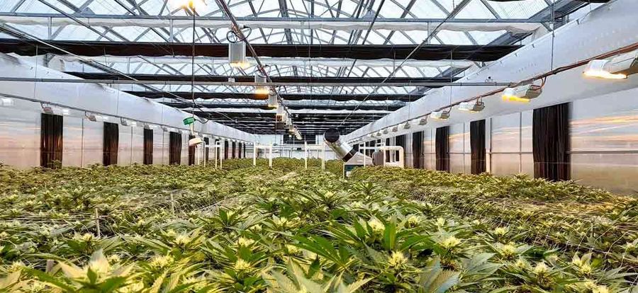 Semdor Pharma - Anbau von medizinischem Cannabis Semdor Pharma - Anbau von medizinischem Cannabis