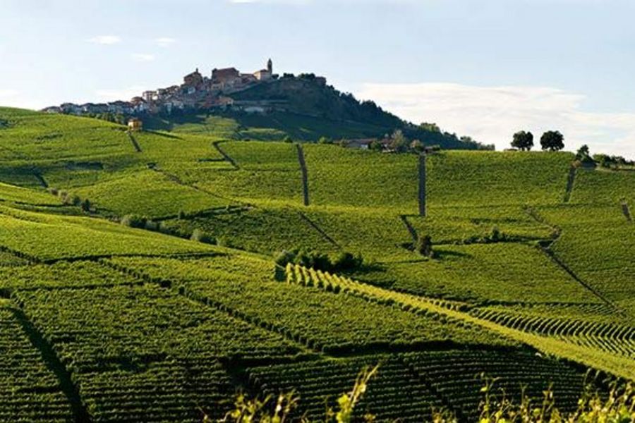 Batasiolo Weinanbau Batasiolo Weinanbau
