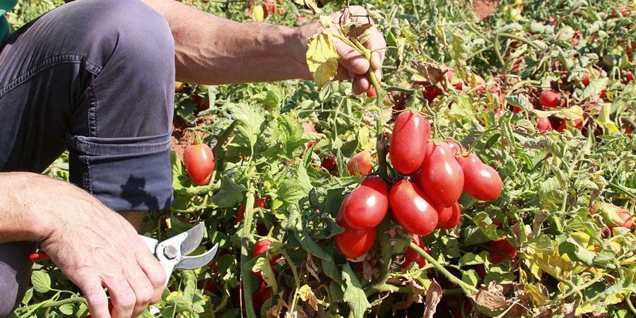 Tomaten Ernte Tomaten Ernte