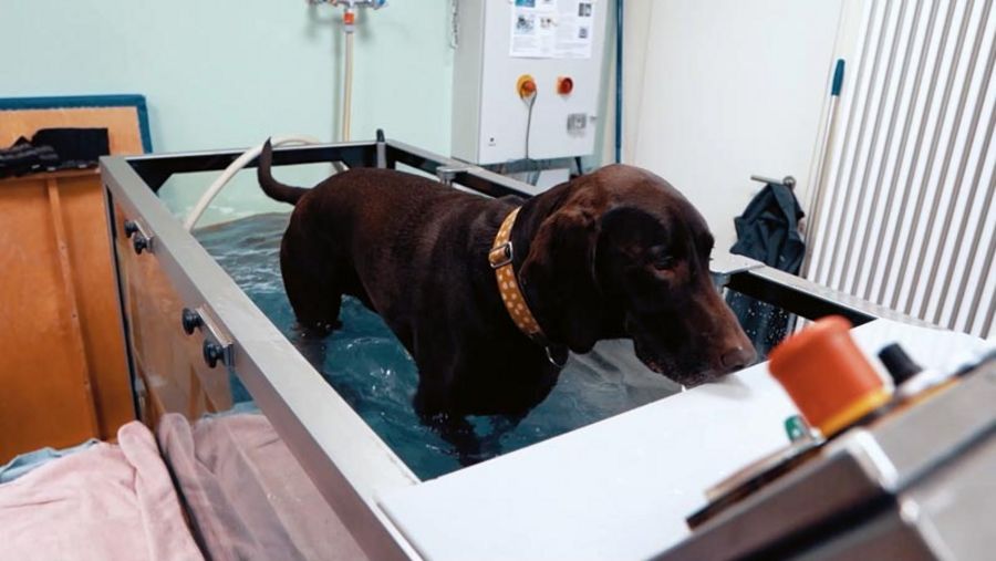 Tiergesundheitszentrum Grußendorf Bewegungsbad