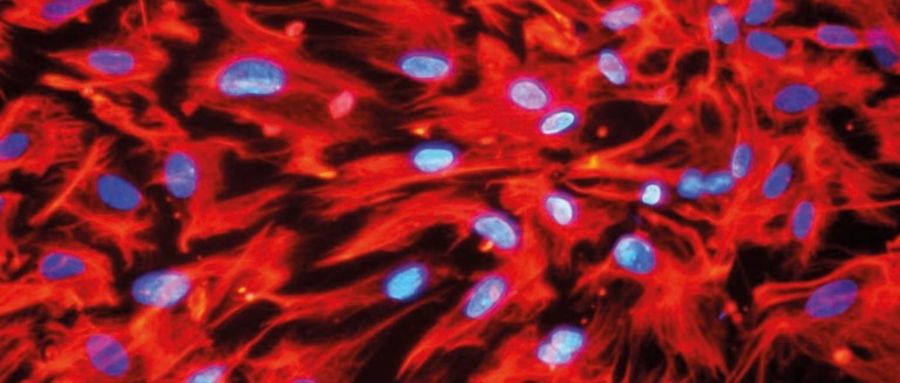 Zellkulturen: die Produzenten der biopharmazeutischen Wirkstoffe Zellkulturen: die Produzenten der biopharmazeutischen Wirkstoffe