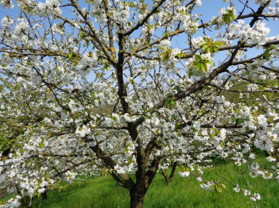 Dank Novafito kann der Kirschbaum problemlos Früchte tragen Dank Novafito kann der Kirschbaum problemlos Früchte tragen