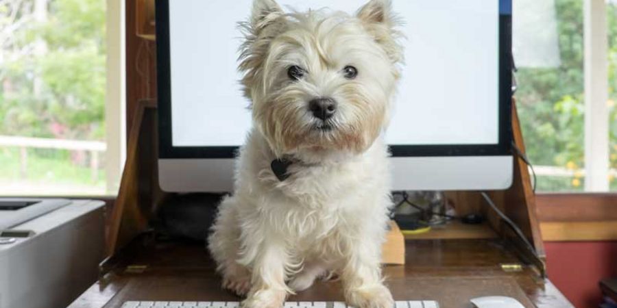 Welche Ausbildung braucht ein Bürohund? Welche Ausbildung braucht ein Bürohund?