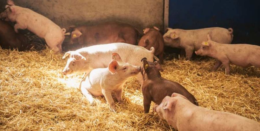 TOPIGS Ferkel im Stall TOPIGS Ferkel im Stall