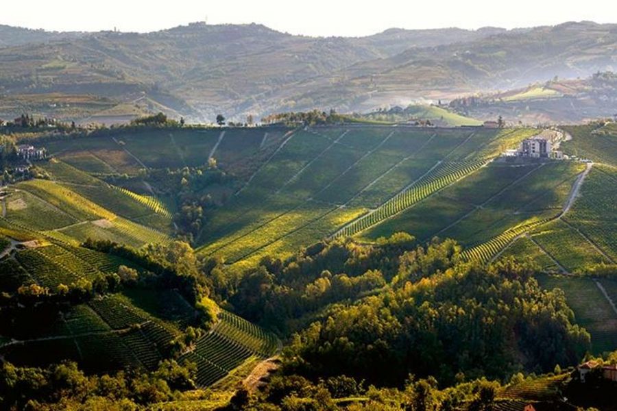 Batasiolo Weinanbau Batasiolo Weinanbau