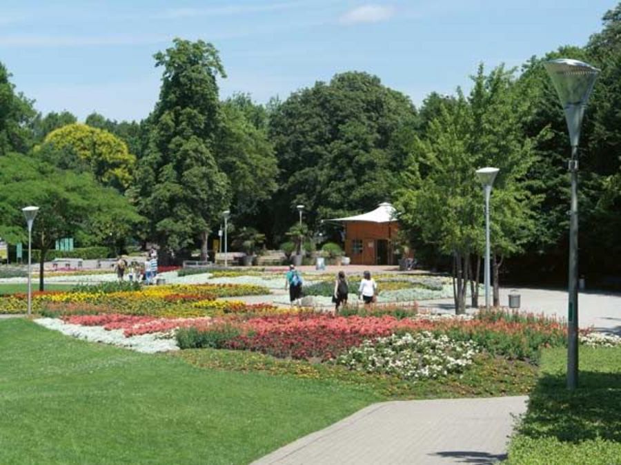 Schréder Calla im Luisenpark, Mannheim Schréder Calla im Luisenpark, Mannheim