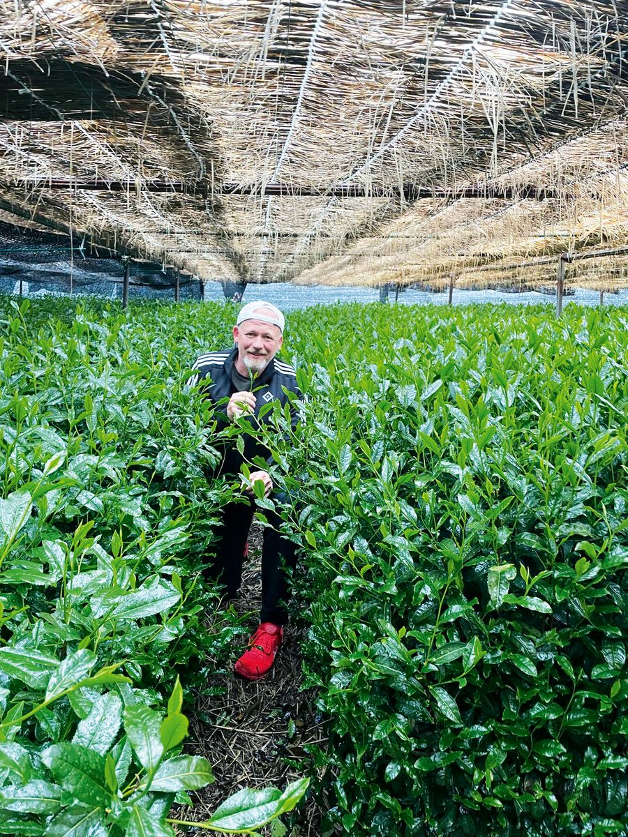 The Tea Company GmbH & Co. KG Teeanbau