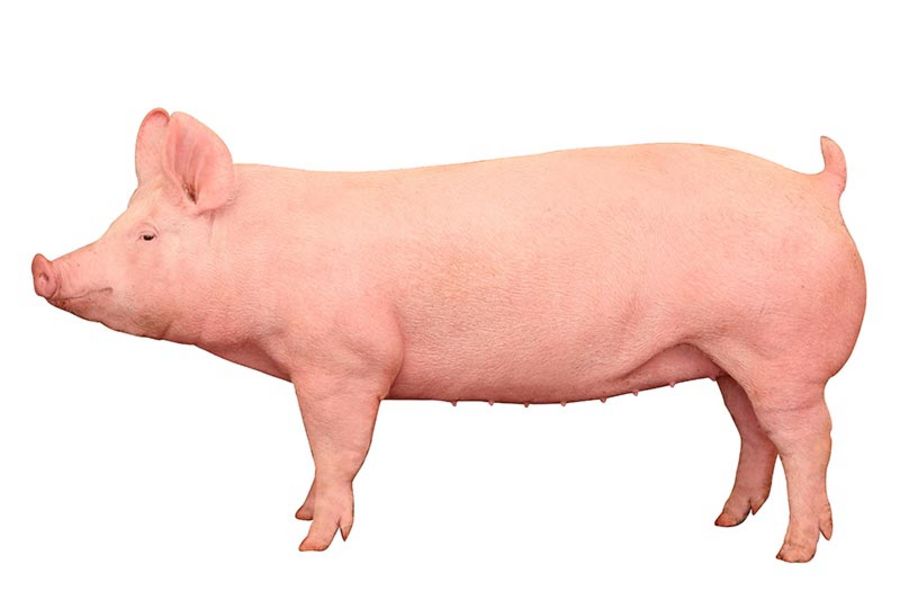 TOPIGS TM 70 Sau TOPIGS TM 70 Sau