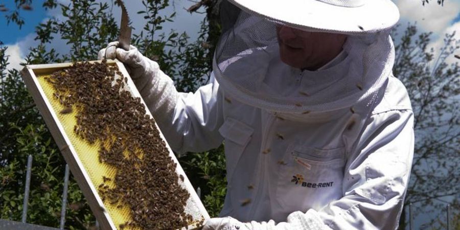 Bee-Rent GmbH Bee-Rent GmbH