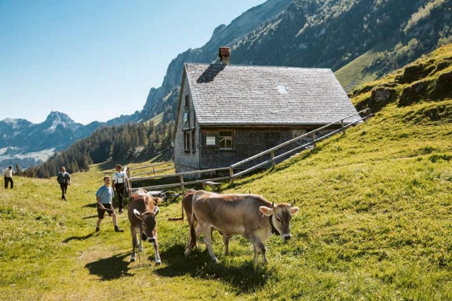 Güntensperger Käse Alm Güntensperger Käse Alm