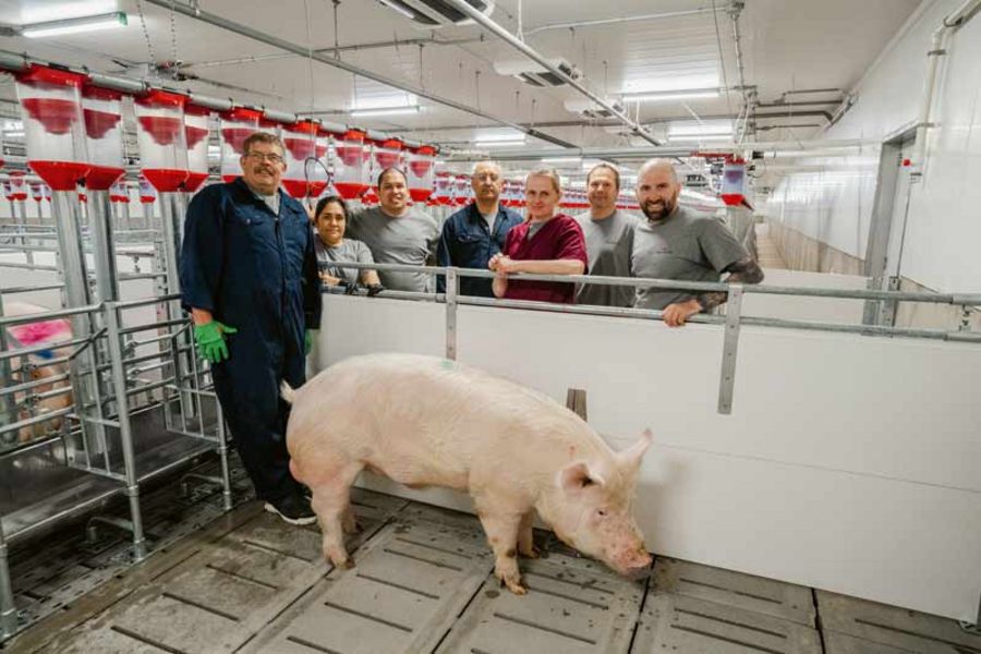 TOPIGS Moderne Stallungen TOPIGS Moderne Stallungen