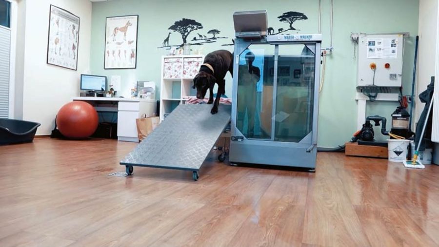 Tiergesundheitszentrum Grußendorf Therapiemöglichkeiten