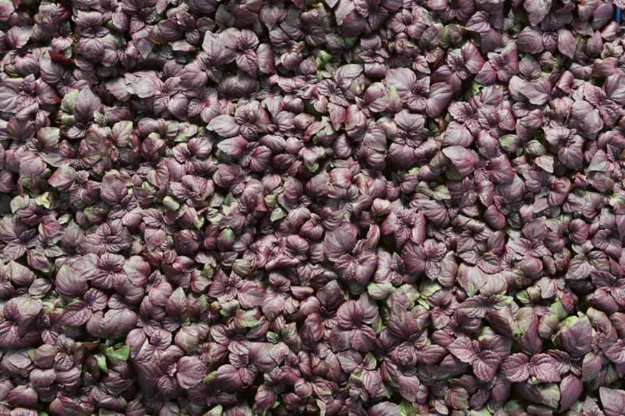 Koppert Cress Shiso Purple Cress Koppert Cress Shiso Purple Cress