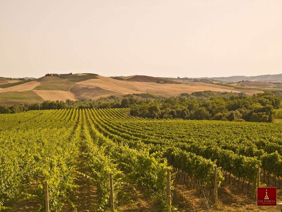 Weingut in Montalcino von Col d'Orcia. Weingut in Montalcino von Col d'Orcia.
