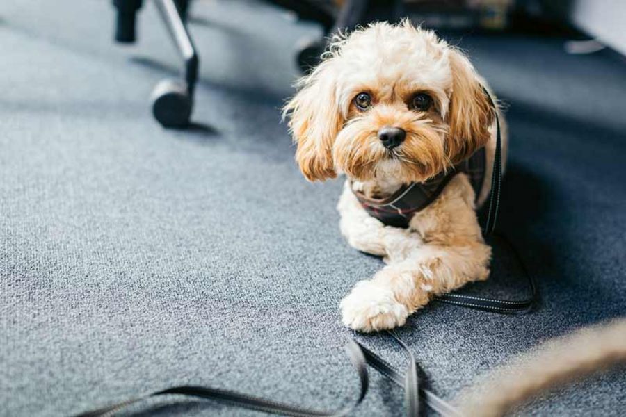 statworx - Bürohund statworx - Bürohund