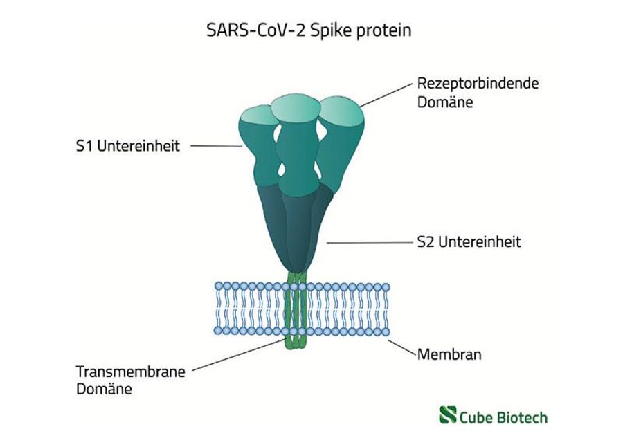Dr. Fooke - Das COVID-19-Spikeprotein Dr. Fooke - Das COVID-19-Spikeprotein