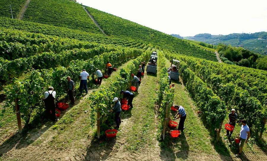 Batasiolo Weinberge Batasiolo Weinberge