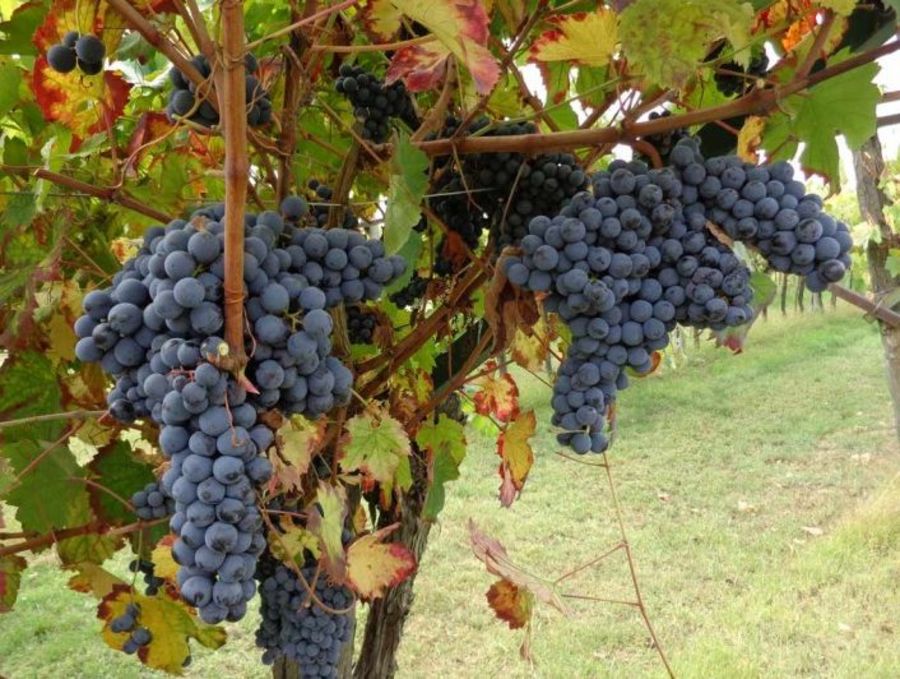 Die Weinernte freut sich über Schutz vor Pilzbefall Die Weinernte freut sich über Schutz vor Pilzbefall
