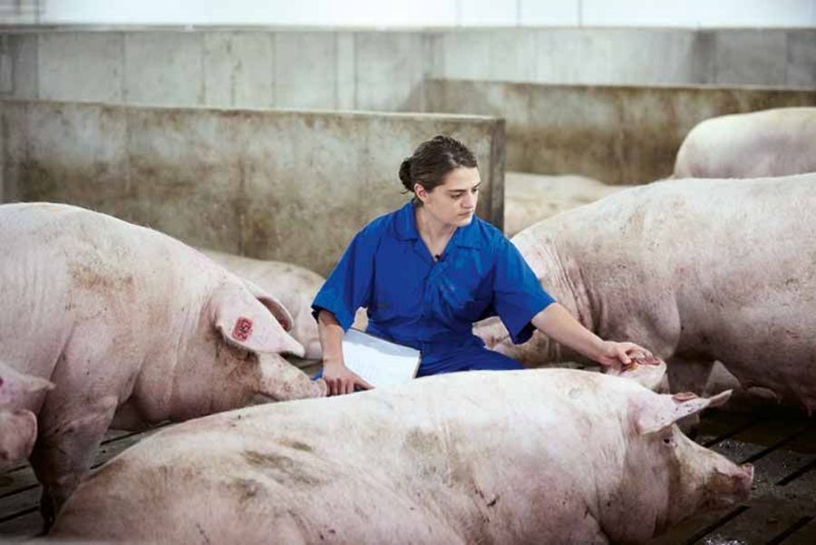 TOPIGS SNW Gesundheitscheck TOPIGS SNW Gesundheitscheck