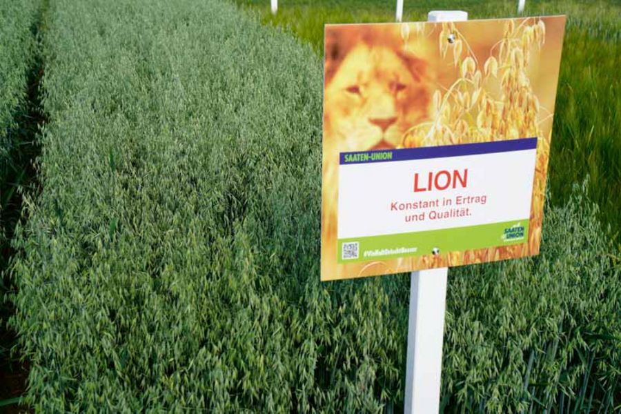 Nordsaat Hafer Lion Nordsaat Hafer Lion