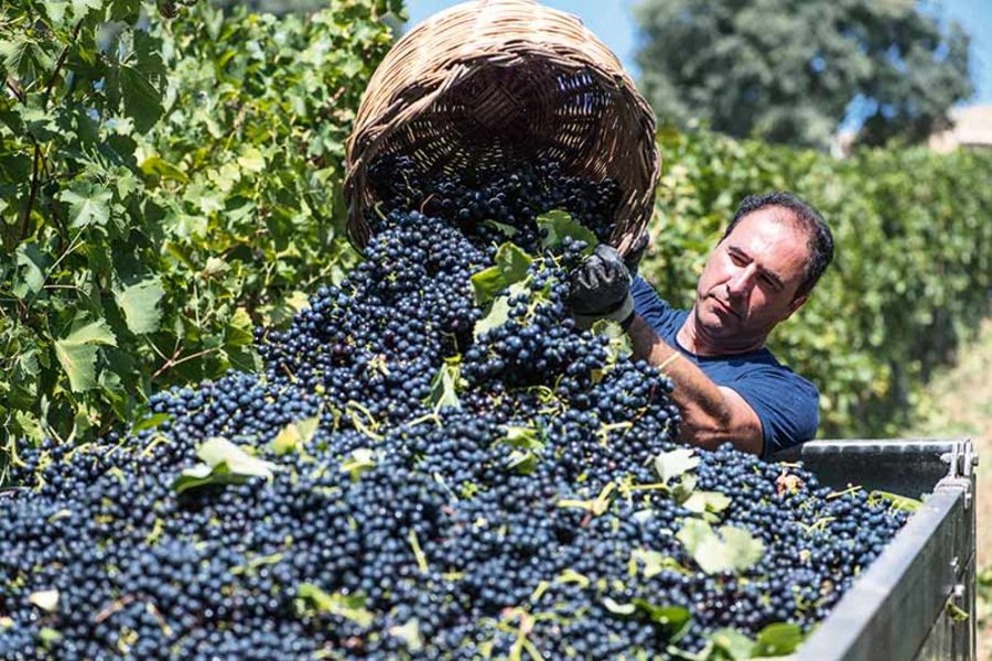 Farnese Vini Weinlese Farnese Vini Weinlese