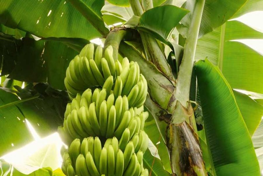Fyffes International Bananenstaude