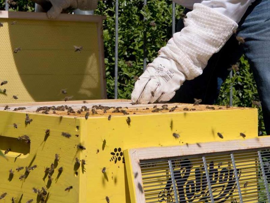 Bee-Rent GmbH Bee-Rent GmbH