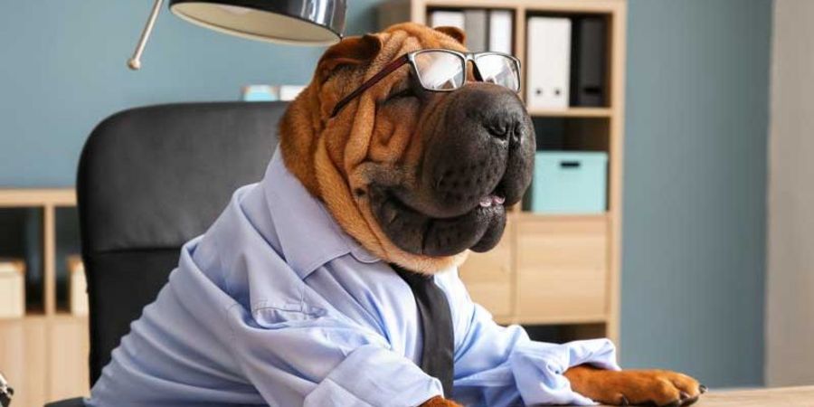 Bürohund: Diese Bedingungen und Regeln sind zu beachten Bürohund: Diese Bedingungen und Regeln sind zu beachten