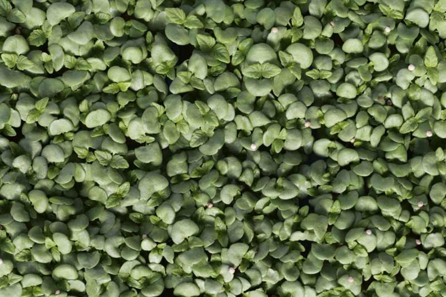 Koppert Cress Shiso Green Cress Koppert Cress Shiso Green Cress