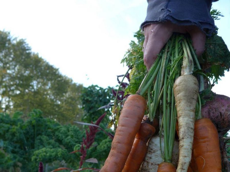 Meine Ernte Meine Ernte