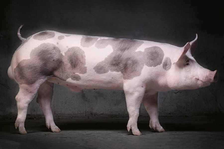 TOPIGS Norsvin Landrasse TOPIGS Norsvin Landrasse