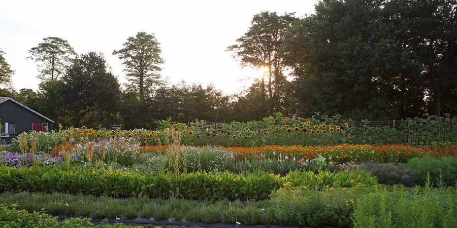 Tuinplus - Testgärten der Mutterfirma Pieterpikzonen Tuinplus - Testgärten der Mutterfirma Pieterpikzonen