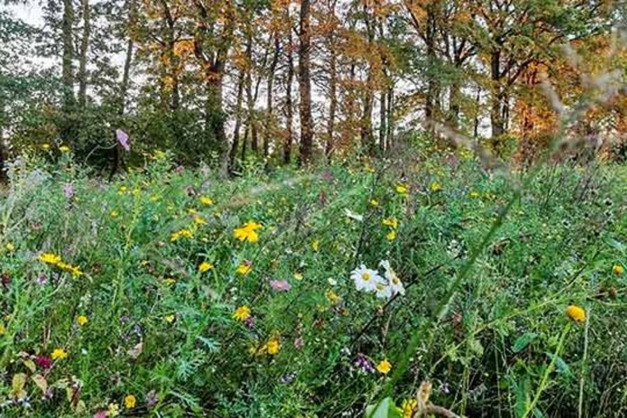 KAEFER Industrie Blumenwiese KAEFER Industrie Blumenwiese