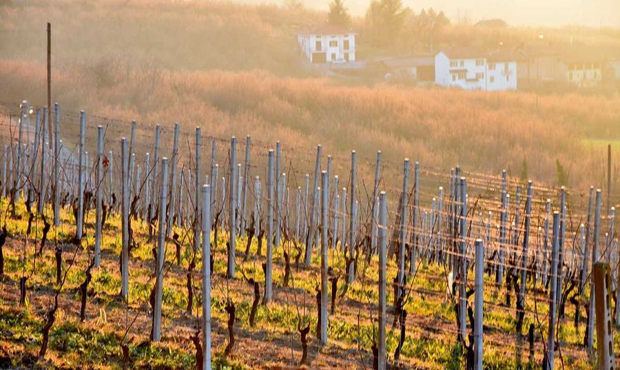 Weinberge des Weinguts Belcolle Weinberge des Weinguts Belcolle
