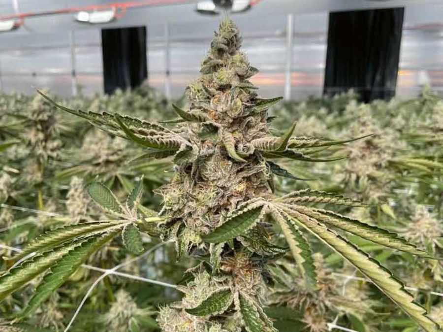 Semdor Pharma vollständige Cannabisblüte Semdor Pharma vollständige Cannabisblüte