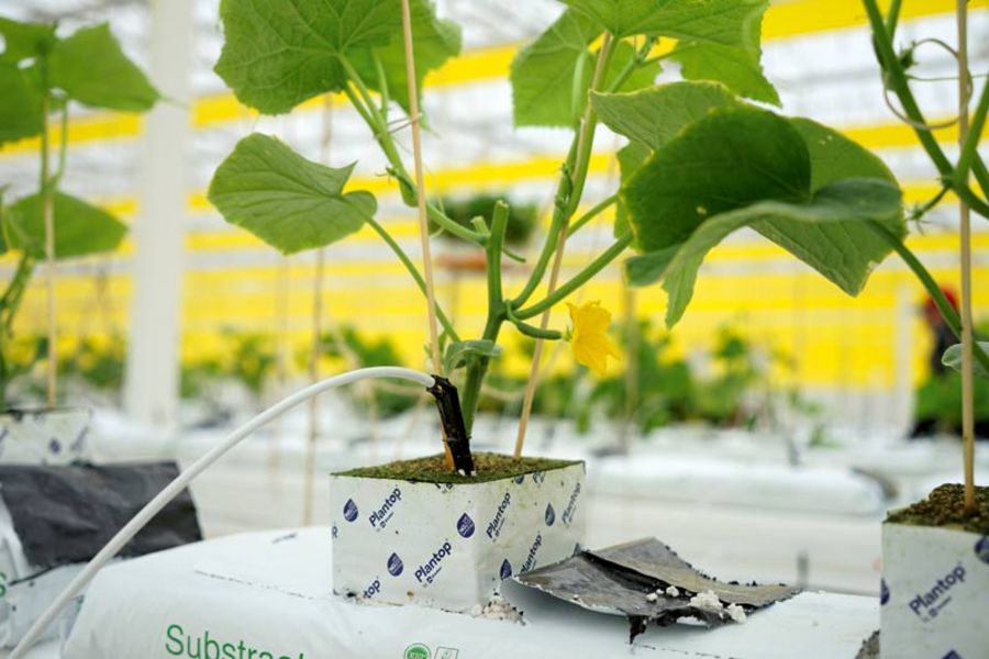 SCHERZER GEMÜSE Tröpfchenbewässerung im Gewächshaus SCHERZER GEMÜSE Tröpfchenbewässerung im Gewächshaus