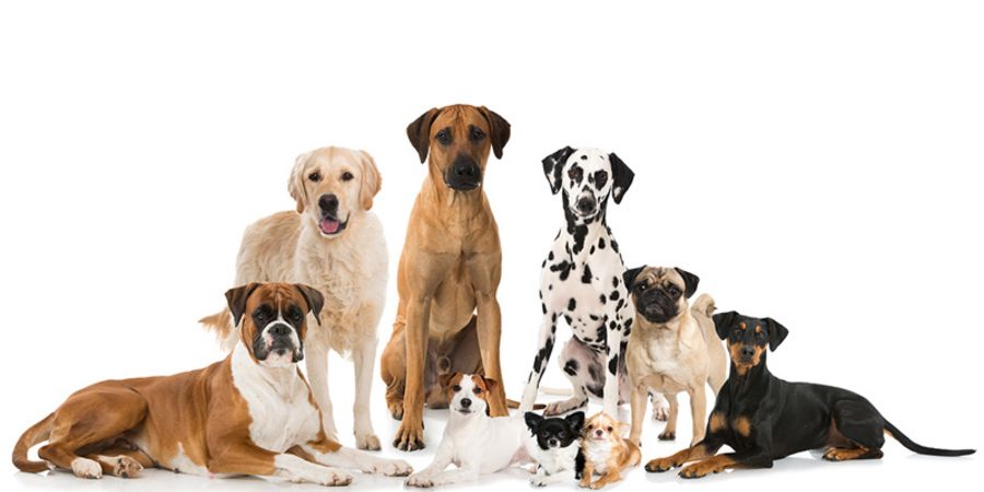 Welche Rassen eignen sich am besten als Bürohund? Welche Rassen eignen sich am besten als Bürohund?