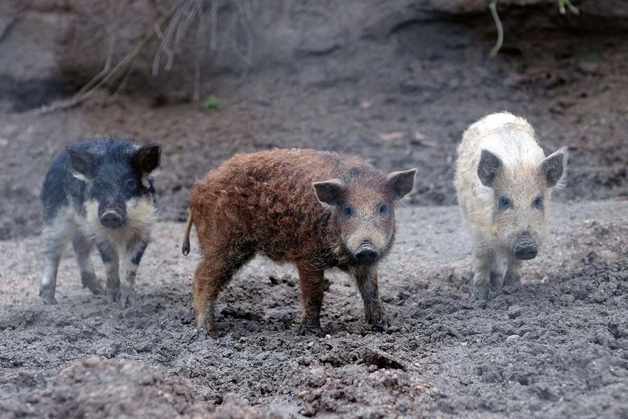 Villa Caviciana Mangalitza Villa Caviciana Mangalitza