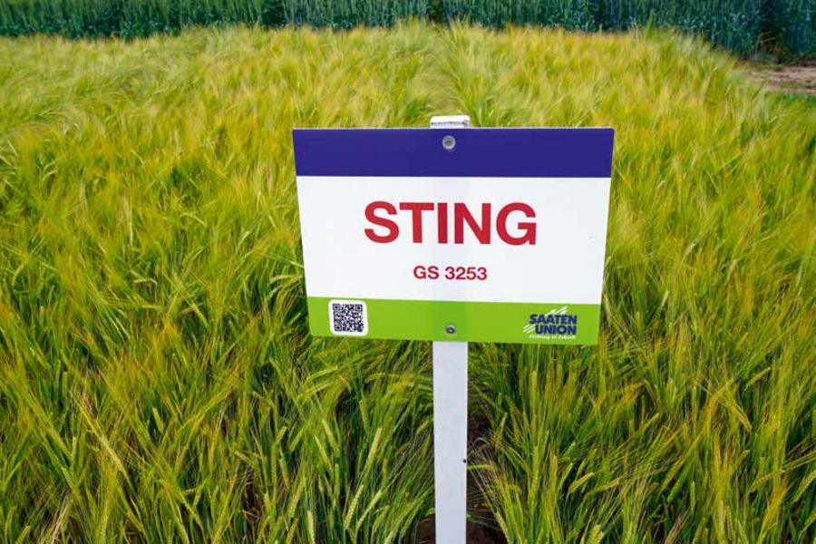 Nordsaat Braugerste Sting Nordsaat Braugerste Sting