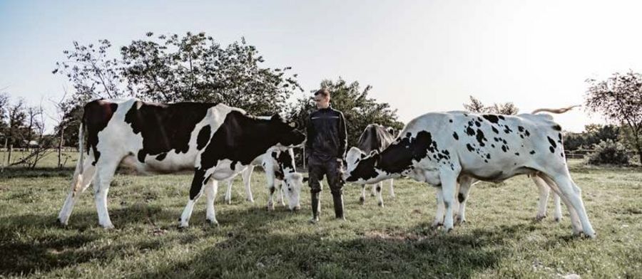 Hemme Milch - Kühe auf der Wiese Hemme Milch - Kühe auf der Wiese