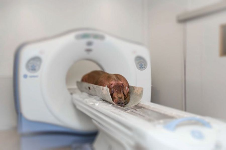 TOPIGS TN Duroc-Eber im CT-Scan TOPIGS TN Duroc-Eber im CT-Scan