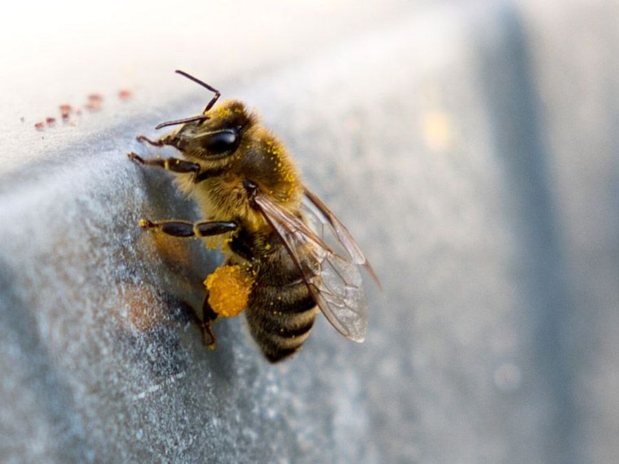 Bee-Rent GmbH Bee-Rent GmbH