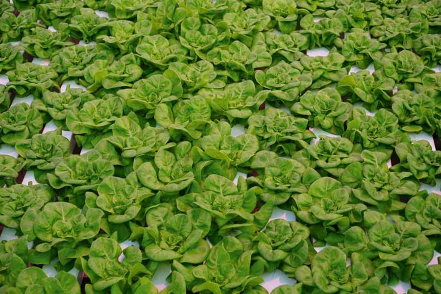 SCHERZER GEMÜSE Salat SCHERZER GEMÜSE Salat