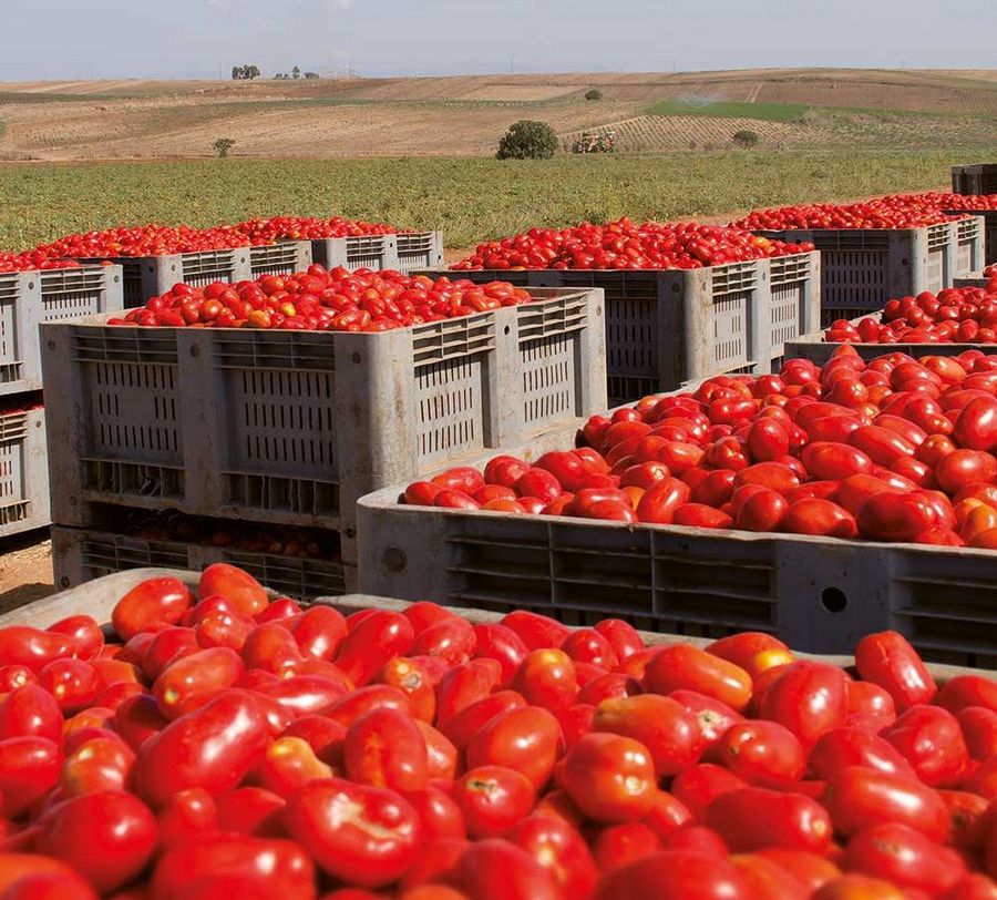 Die sardischen Tomaten von Casar begeistern mit einem intensiven, süßlichen Aroma. Die sardischen Tomaten von Casar begeistern mit einem intensiven, süßlichen Aroma.