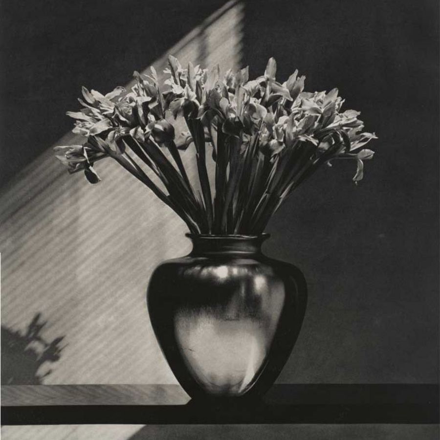 artnet ‘Irises’ von Robert Mapplethorpe artnet ‘Irises’ von Robert Mapplethorpe
