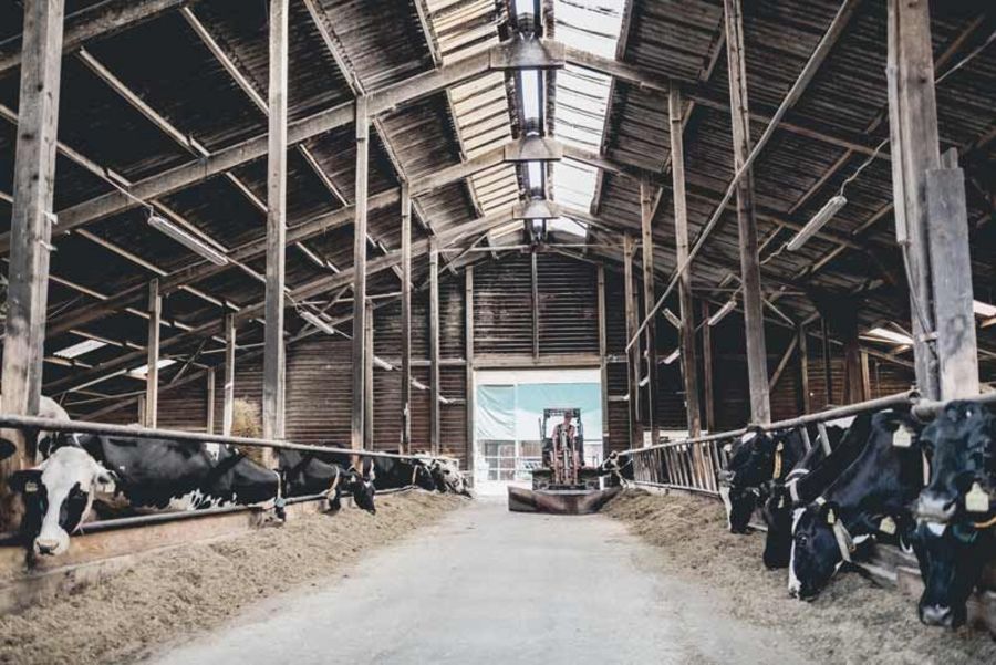 Hemme Milch - luftiger Boxenlaufstall Hemme Milch - luftiger Boxenlaufstall