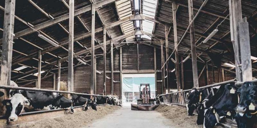 Hemme Milch luftiger Boxenlaufstall Hemme Milch luftiger Boxenlaufstall