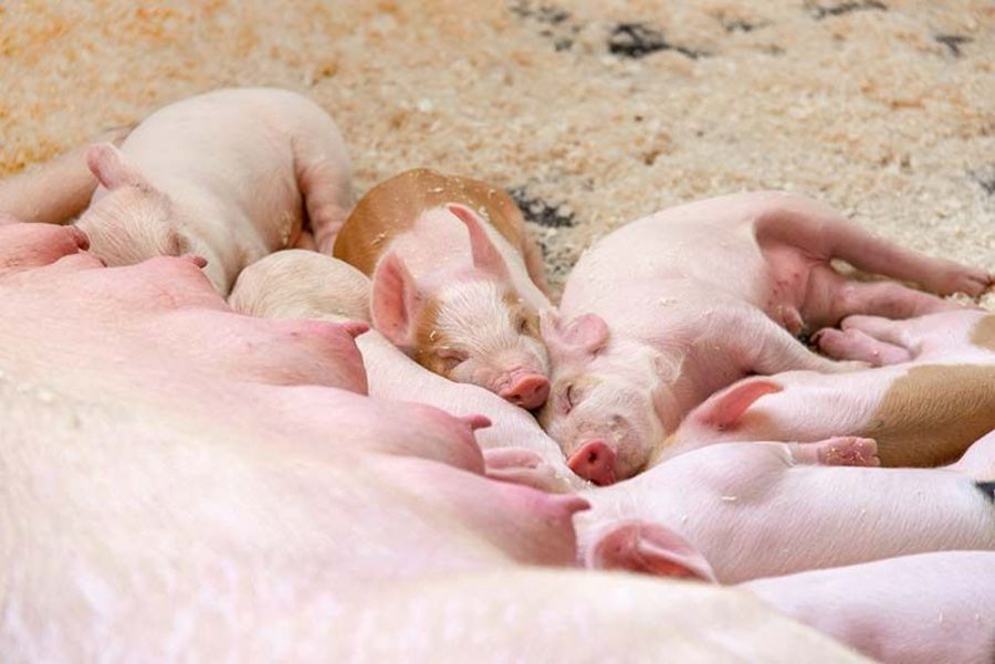 TOPIGS SNW Ferkel mit Muttersau TOPIGS SNW Ferkel mit Muttersau