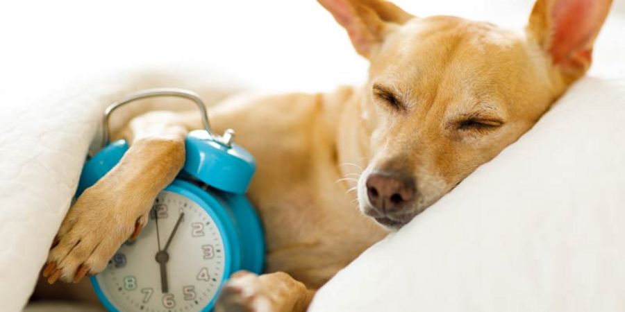 Guter Start in den Tag: 7 ungewöhnliche Wecker für Morgenmuffel Guter Start in den Tag: 7 ungewöhnliche Wecker für Morgenmuffel
